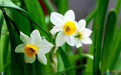 洁白水仙花Win7主题