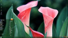 粉色海芋花Win7主题